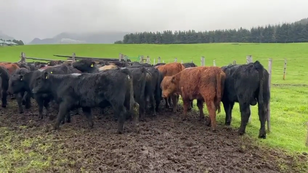 Lote 60 Novillo Engorda en Coyhaique, XI Región Aysén