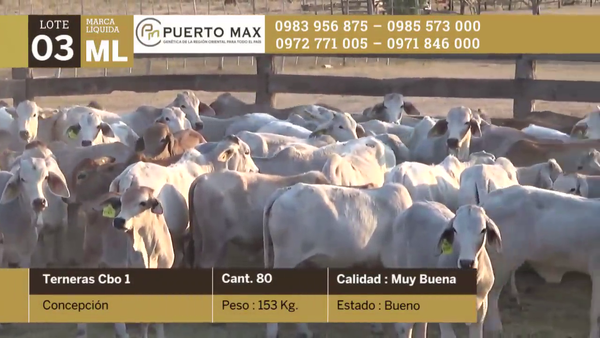 Lote Terneras hasta 170 kg