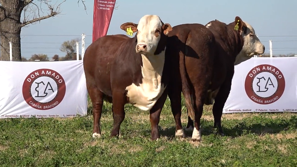 Lote Machos Braford de Don Amado