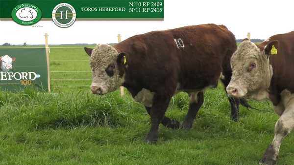 Lote Toros Polled Hereford Puros Registrados - Cabaña Las Nazarenas