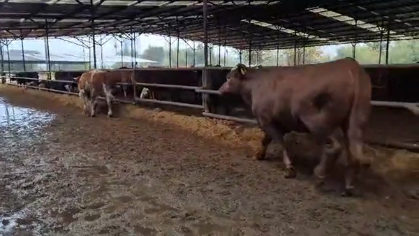 Lote 20 Novillo Gordo en Linares, VII  Región Maule