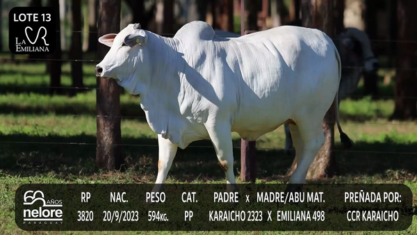 Lote LOTE 13