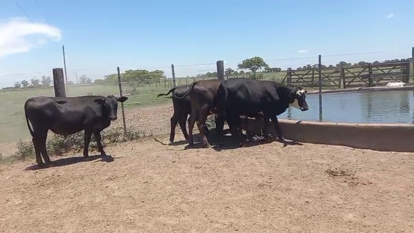 Lote 15 Novillos
