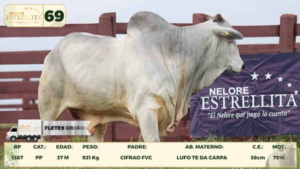 Lote LOTE 69