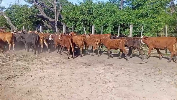 Lote 60 Terneros/as