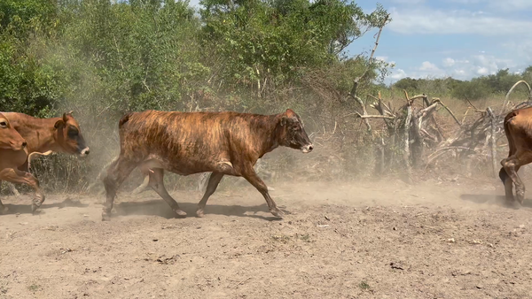 Lote 20 Vacas p/ invernar en Corrientes, San Cosme