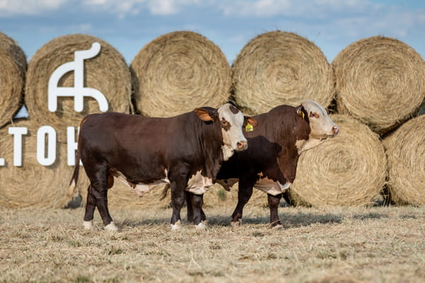 Lote Reproductores Altohondo - Lote 41