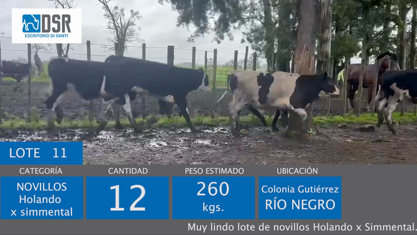 Lote 12 Novillos, Florida