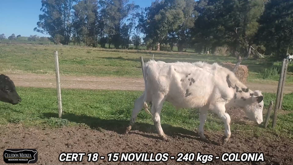 Lote 15 Novillos 1 a 2 años en Tarariras, Colonia