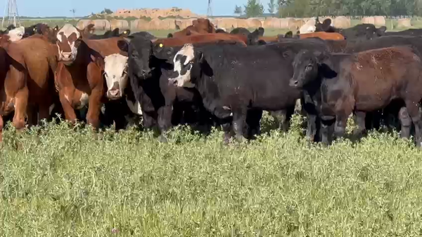 Lote 60 Novillitos en Dolores, Buenos Aires