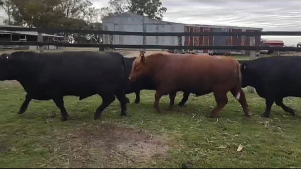 Lote Cabaña San Isidoro
