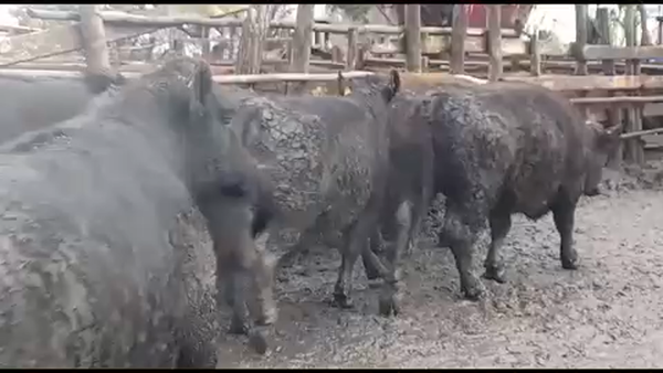 Lote 45 Novillo Gordo en VII  Región Maule, Yerbas Buenas