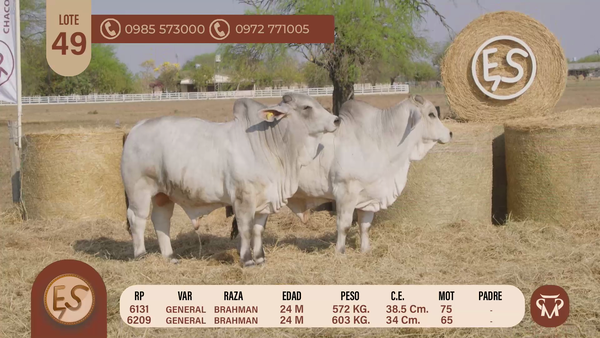 Lote TOROS BRAHMAN 24 MESES