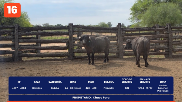 Lote LOTE 16