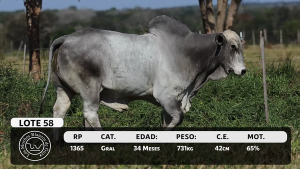 Lote LOTE 58