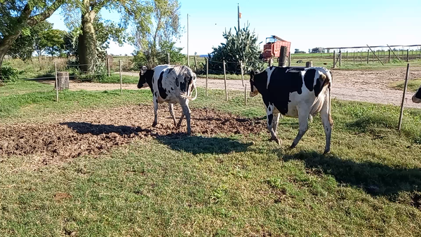 Lote Vaquillonas Preñadas - Don Silvano