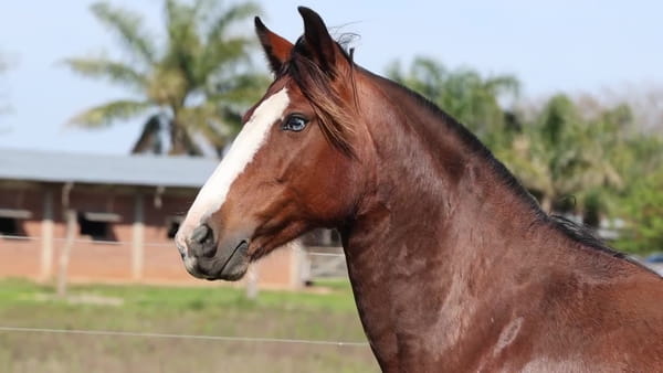 Lote Macedo Enigmata Pora