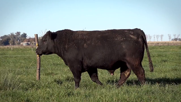 Lote Toros PP y PC a campo con DEPs