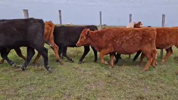 Lote TERNERAS