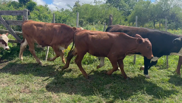Lote 62 Terneros/as