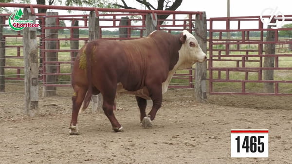 Lote Braford