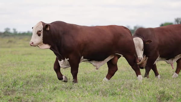Lote Toros BRAFORD - Cabaña TENONDERA