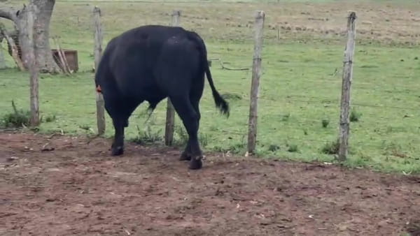 Lote Toros 350kg - , San José