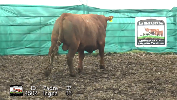 Lote 3 Toros, Durazno