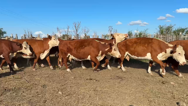 Lote VACAS DE INVERNADA