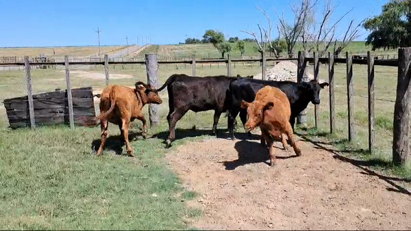 Lote VAQUILLONAS INVERNADA