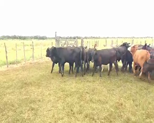 Lote 73 Novillos en Santa Sylvina, Chaco