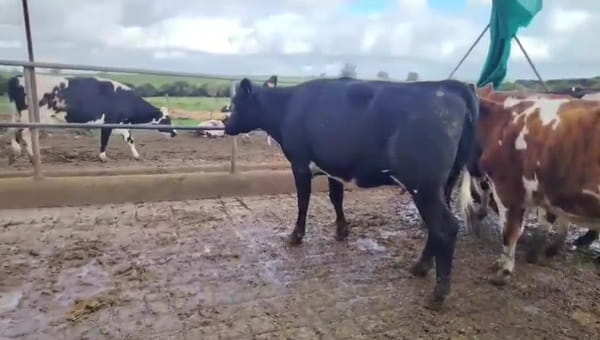 Lote Vaquillonas  460kg - , San José