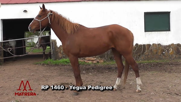 Lote Matre Peppy Ganadora Rp 1460
