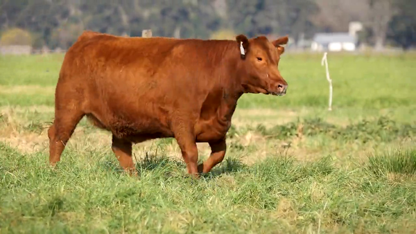 Lote VAQUILLONAS ELITE