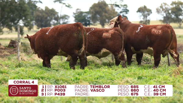 Lote Toros de Lote