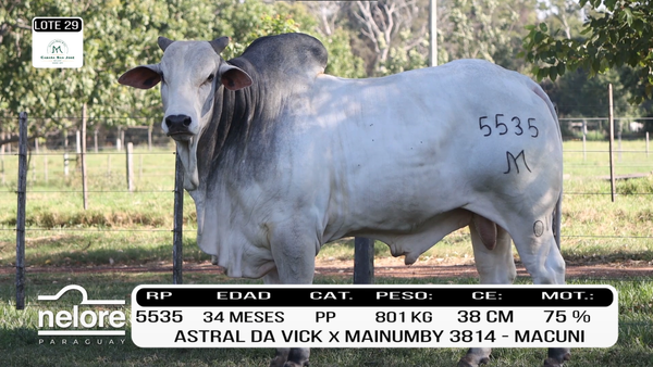 Lote LOTE 29