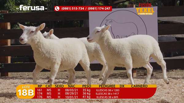 Lote Lote 18B