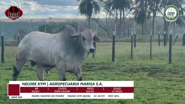 Lote TORO NELORE