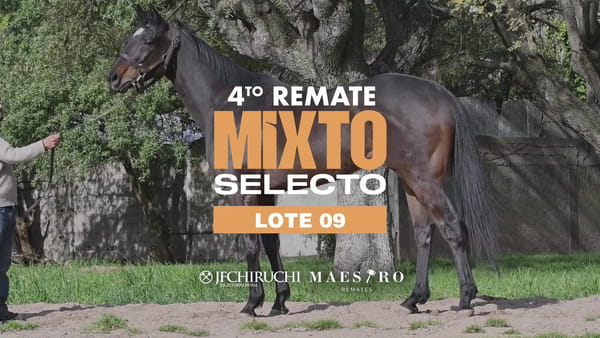 Lote BLACK SUGAR
