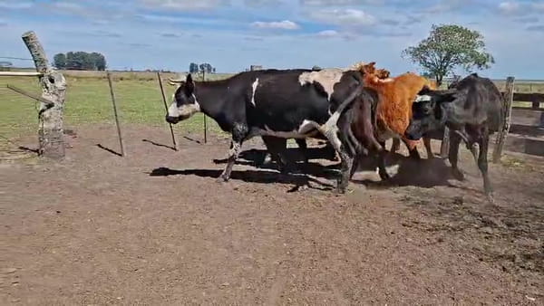 Lote VACAS INVERNAR
