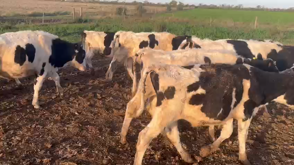Lote 40 Novillitos Holando Argentino en Brinkmann, Córdoba