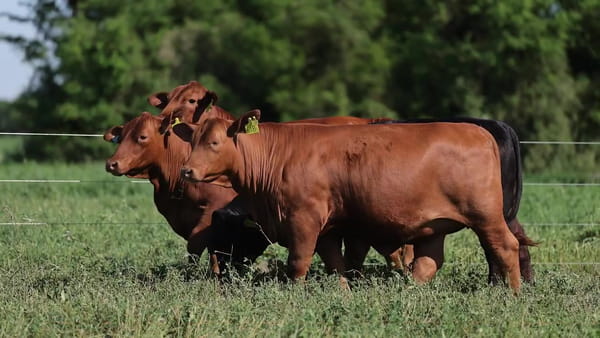 Lote Vaquillonas Brangus Preñadas - Cabaña El Sapucay