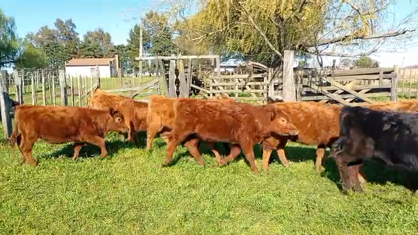 Lote 15 Terneras en Rauch