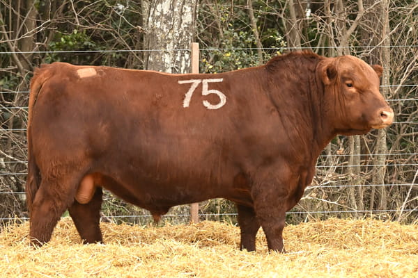 45260 — TOROS ANGUS PC