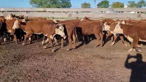 Lote 110 Terneras en Villaguay, Entre Ríos