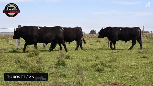 Lote TOROS PI