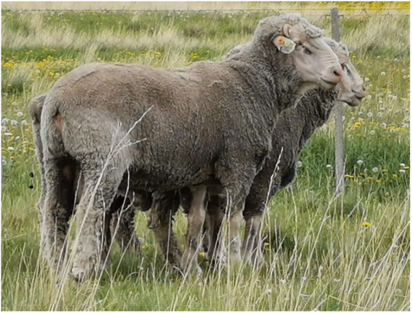 Lote Carnero TOP A, 18-0089