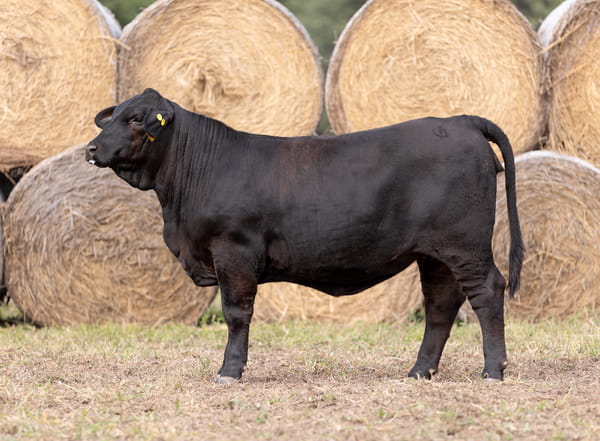 Lote LOTE 20