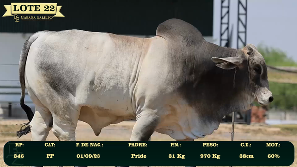 Lote LOTE 22
