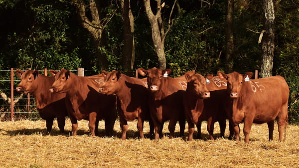 Lote VACAS ANGUS 2° SERV